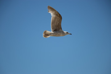 Gabbiano in volo nel cielo blu