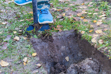 Fototapeta premium Man digging a ditch with a shovel in autumn