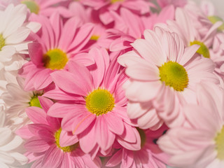 Pink and white chrysanthemums background