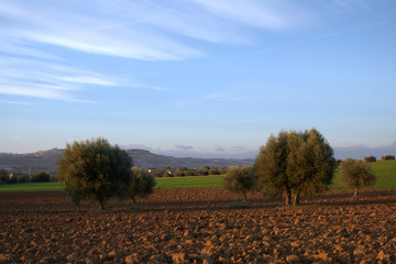 tree in the field,olive,italy,landscape,countryside,panorama,agriculture,autumn,horizon,sky,