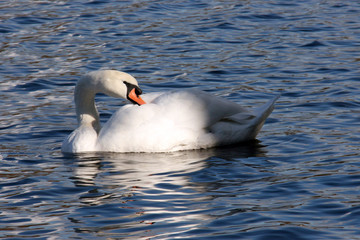 Un cygne au soleil
