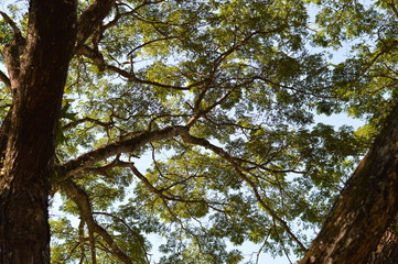 Green Tree branches nature in the daytime sky, with sunlight. 