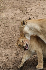 Fototapeta na wymiar Young lions play fighting, Masai Mara