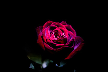 red rose on black background