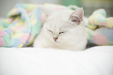 Beautiful cat breed Scottish straight chinchilla sleeping