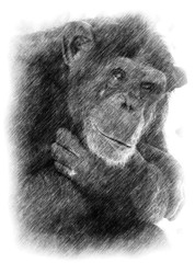 Pencil Drawing of Chimpanzee Chimp