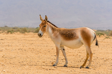 Naklejka na ściany i meble The onager, also known as hemione or Asiatic wild ass, species of the horse family native to Asia. Yotvata Hai Bar Nature Reserve, Israel.