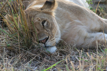 Lazy Lioness in the Masai Mara