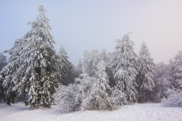  tannenbaum im schnee