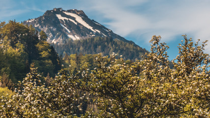 Fototapeta premium Beautiful view of the Hochfelln near Bergen - Bavaria - Germany