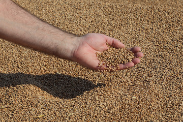 Wheat harvest, farmer at heap of crop holding and pouring seed, closeup of hand with seed