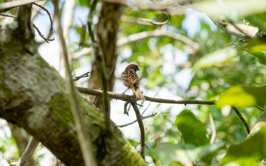 sparrow on a branch