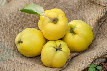 Frische Bio Quitten (Cydonia oblonga) auf Jute