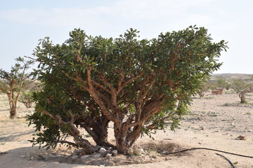 Weihrauchbaum