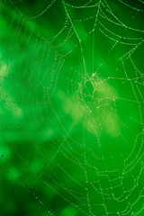 Spider web with water droplets on a green background