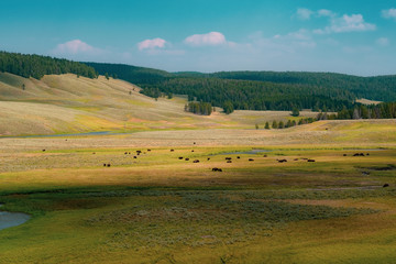 Obraz premium Bison Herd, Yellowstone