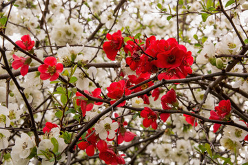 Blossoming Maule's quince 