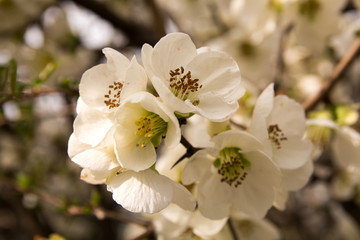 Blooming cherry tree