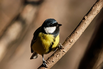 Obraz premium Great tit sitting on branch of tree portrait. Cute bright common park songbird. Bird in wildlife.