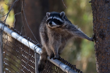 Backyard Racoons © Lisa