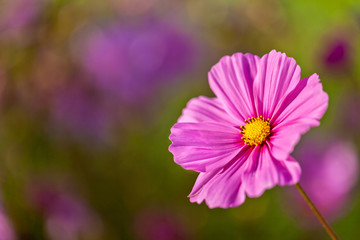 Fototapeta premium A pretty pink cosmos flower with shallow depth of field