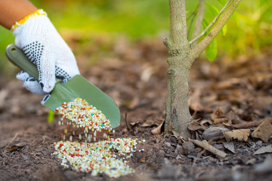 Farmer giving fertiliser to plant