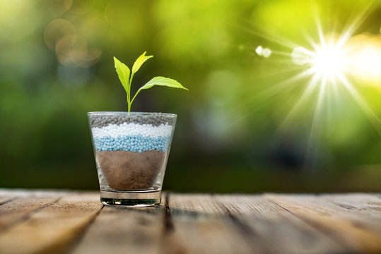plant growing on glass of nitrogen potassium phosphorus fertiliser