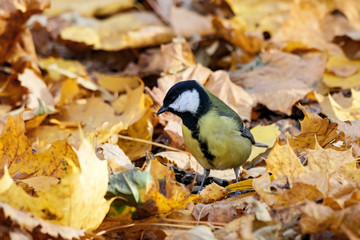 Great tit sitting on ground in old foliage. Cute bright colorful common park songbird. Bird in wildlife.