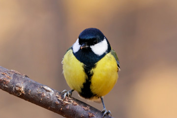 Great tit sitting on branch of tree portrait. Cute bright common park songbird. Bird in wildlife.