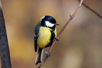 Great tit sitting on branch of tree portrait. Cute bright common park songbird. Bird in wildlife.