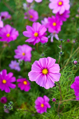 Obraz na płótnie Canvas Cosmos flowers in pink and purple blooming and looking pretty