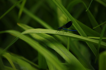 Insect