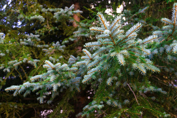 close up branch of blue spruce, bright color