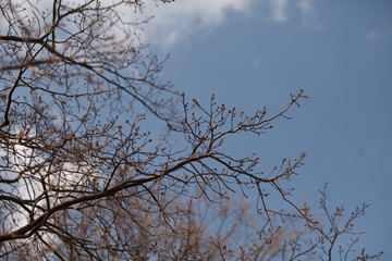 tree branches against blue sky