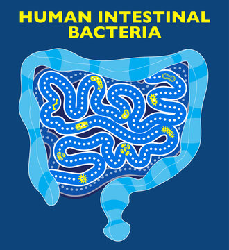 Intestino batteri e virus. Presenza di forme e di organismi, microbiota umano. Microorganismi simbiontici che vivono con l&rsquo;organismo umano. Flora intestinale