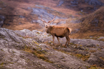 Young stag isolated against a forset background