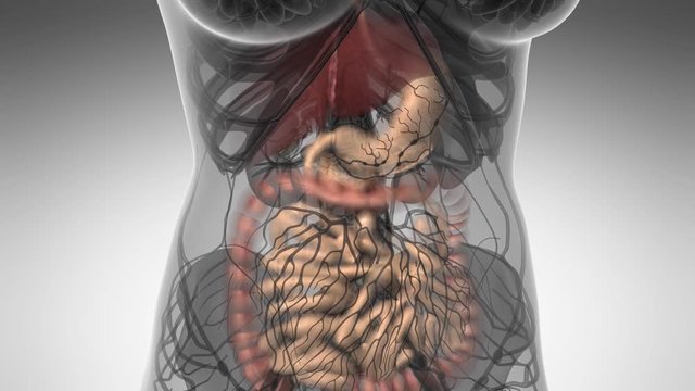 Science Anatomy Scan Of Human Digestive System Glowing