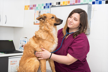 veterinary doctor using stethoscope for cute dog examination