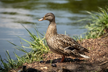 Adult common city Mallard duck with ducklinks on a lake shore