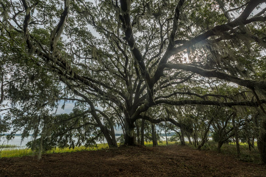 Wadmalaw Island, South Carolina, USA