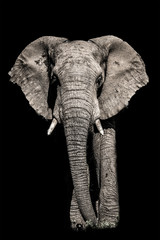 african elephant