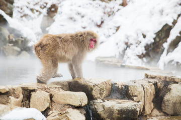 Obraz premium animals, nature and wildlife concept - japanese macaque or snow monkey at hot spring of jigokudani park