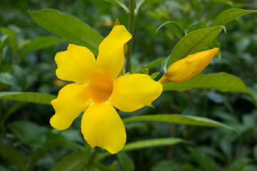 yellow flower