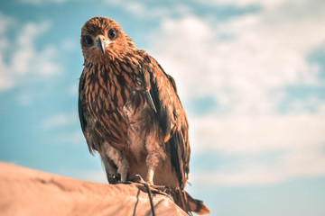 Eagle (Baaz)