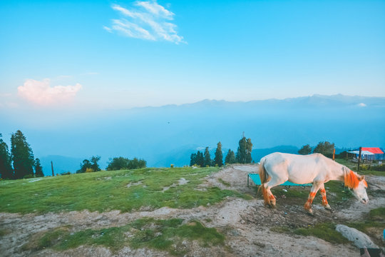 horse at siri paye