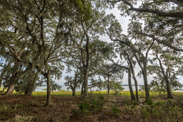 Obraz premium Wadmalaw Island, South Carolina, USA