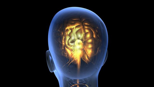 science anatomy scan of human brain glowing