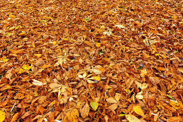 Herbstblätter