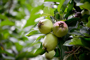 green apples on tree
