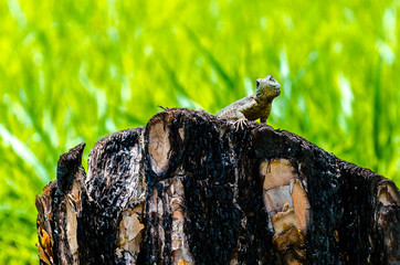 Lizard looking at you.